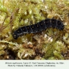 boloria euphrosyne daghestan larva l5 1